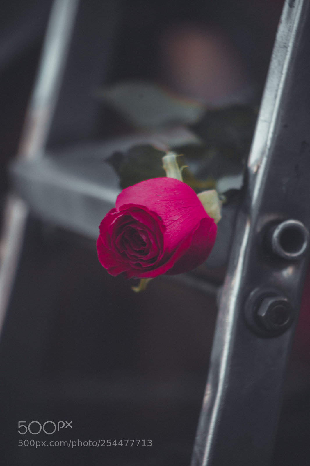 Canon EOS 5D Mark II sample photo. #8m photography