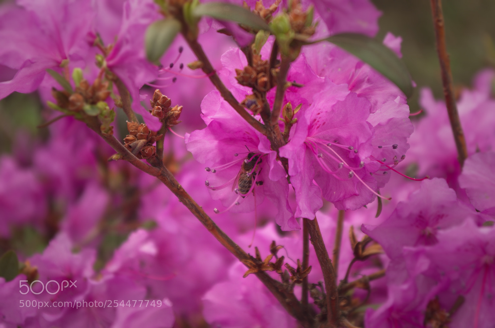 Pentax K-30 sample photo. Azalea photography