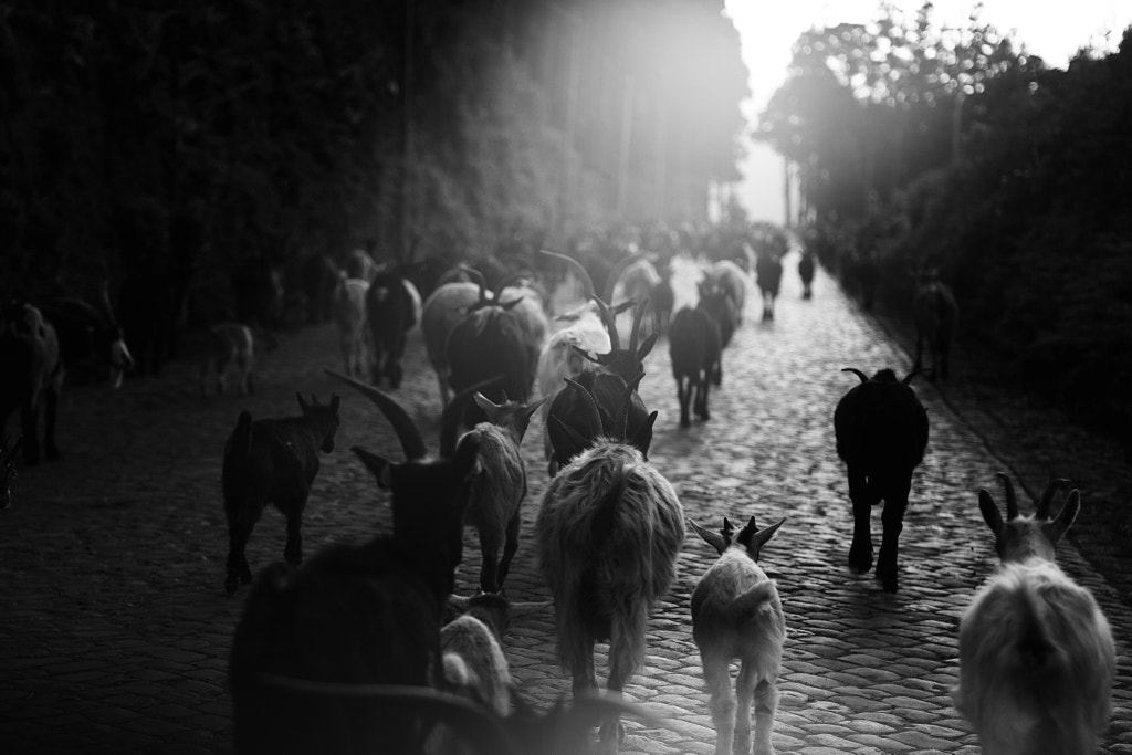 The long road by Rui Caria on 500px.com