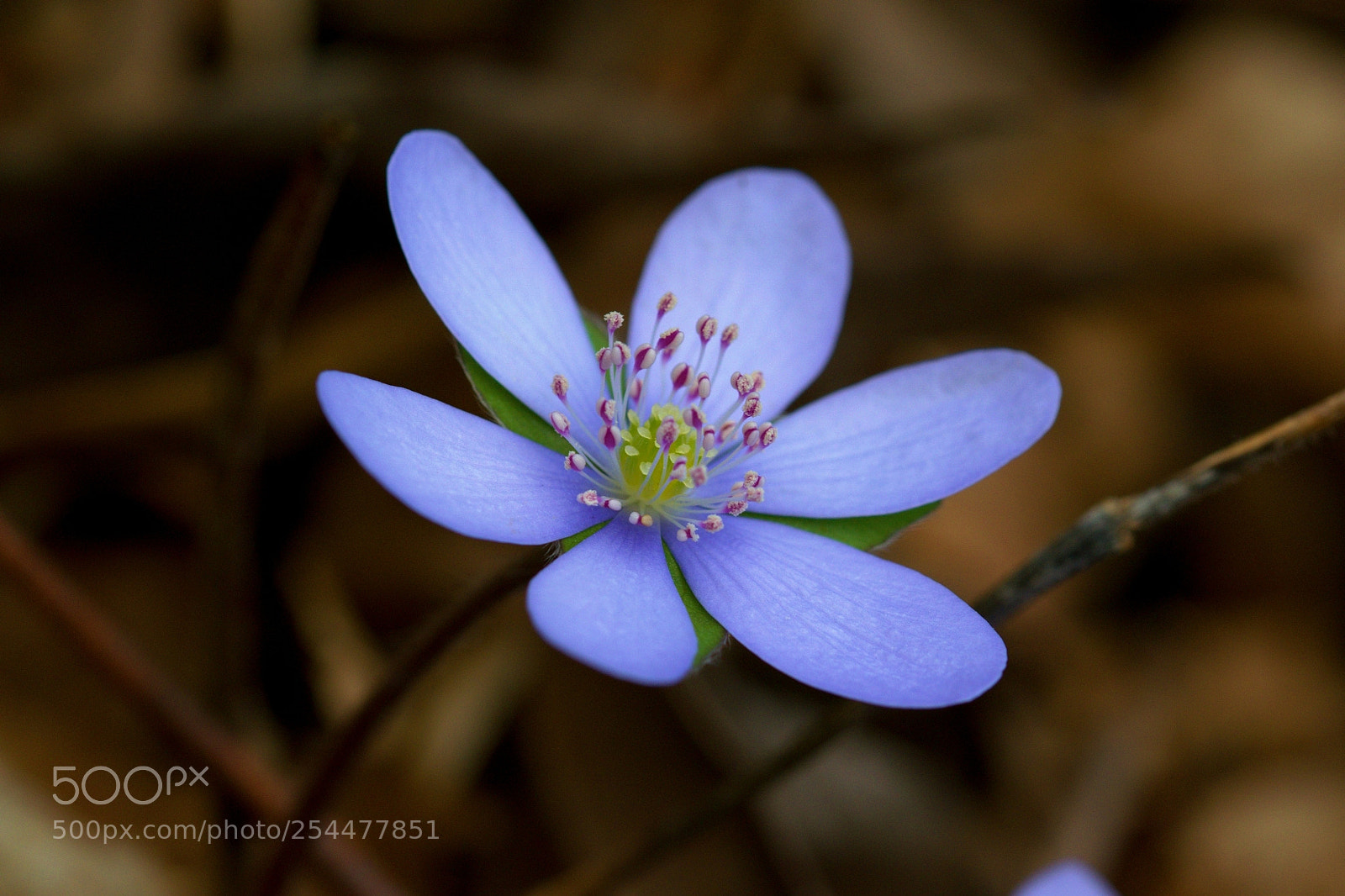 Nikon D5300 sample photo. Blue flower photography
