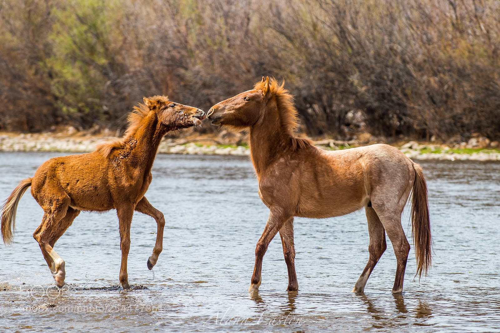Nikon D810 sample photo. Wild on the salt photography