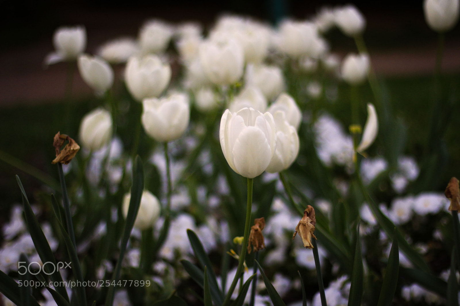Canon EOS 700D (EOS Rebel T5i / EOS Kiss X7i) sample photo. Untitled photography