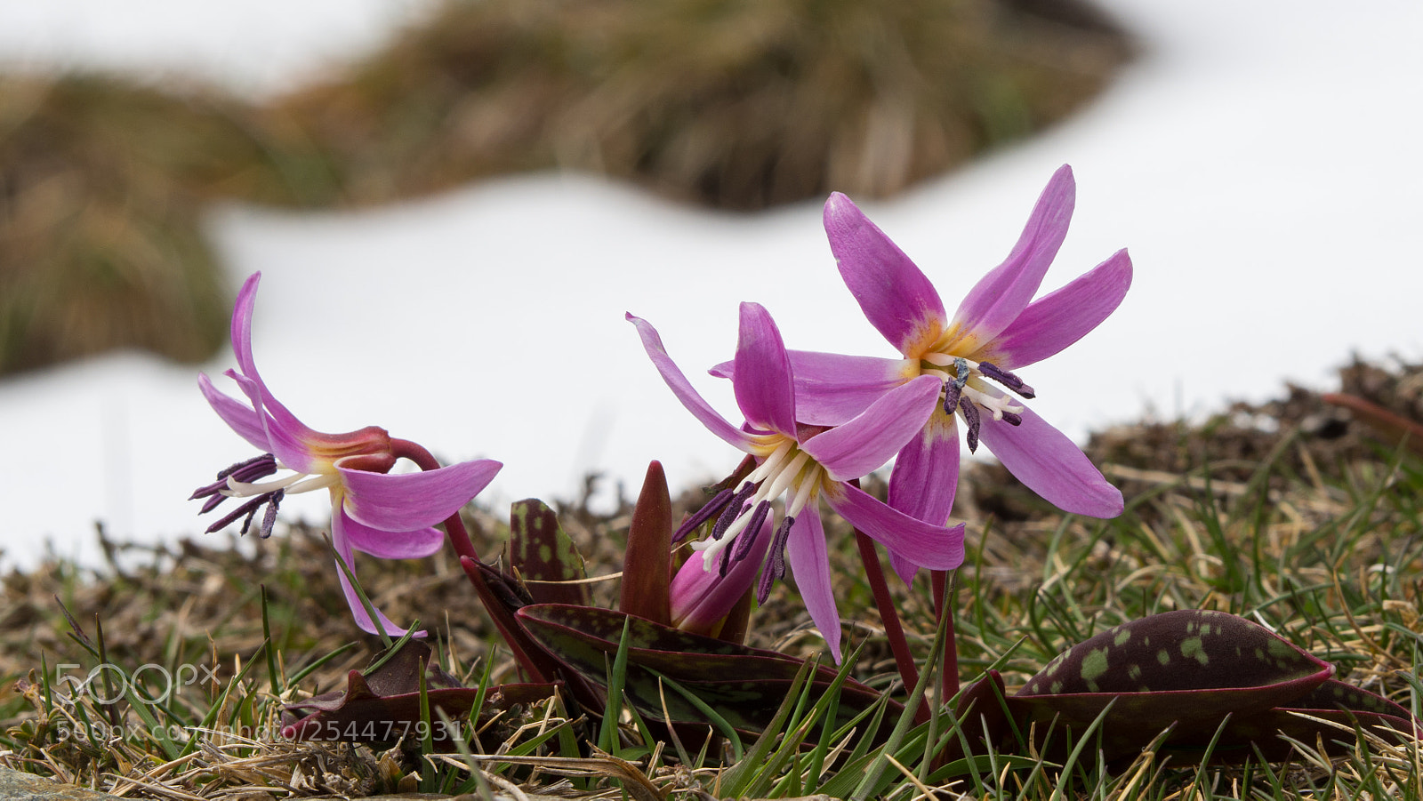 Olympus OM-D E-M10 II sample photo. Erythronium dens-canis photography