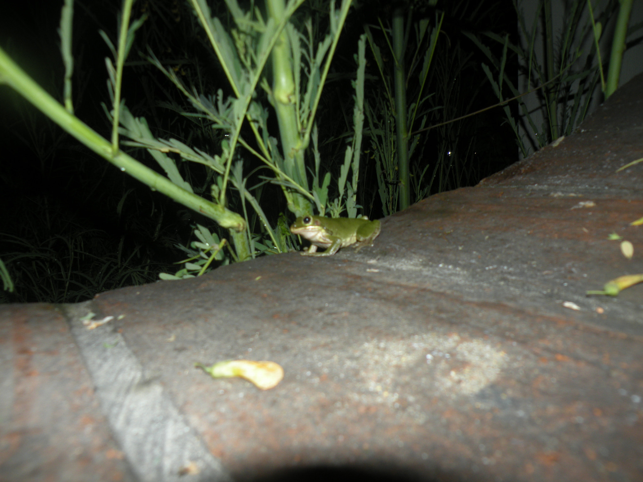 Nikon Coolpix P80 sample photo. Frog photography