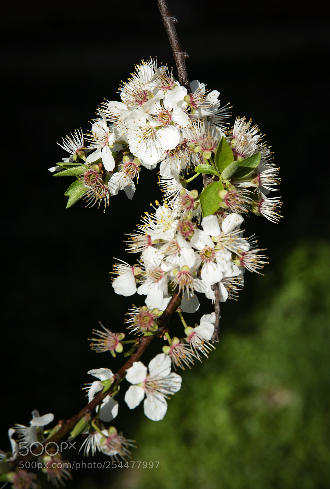 Nikon D5500 sample photo. White cherry blossoms on photography