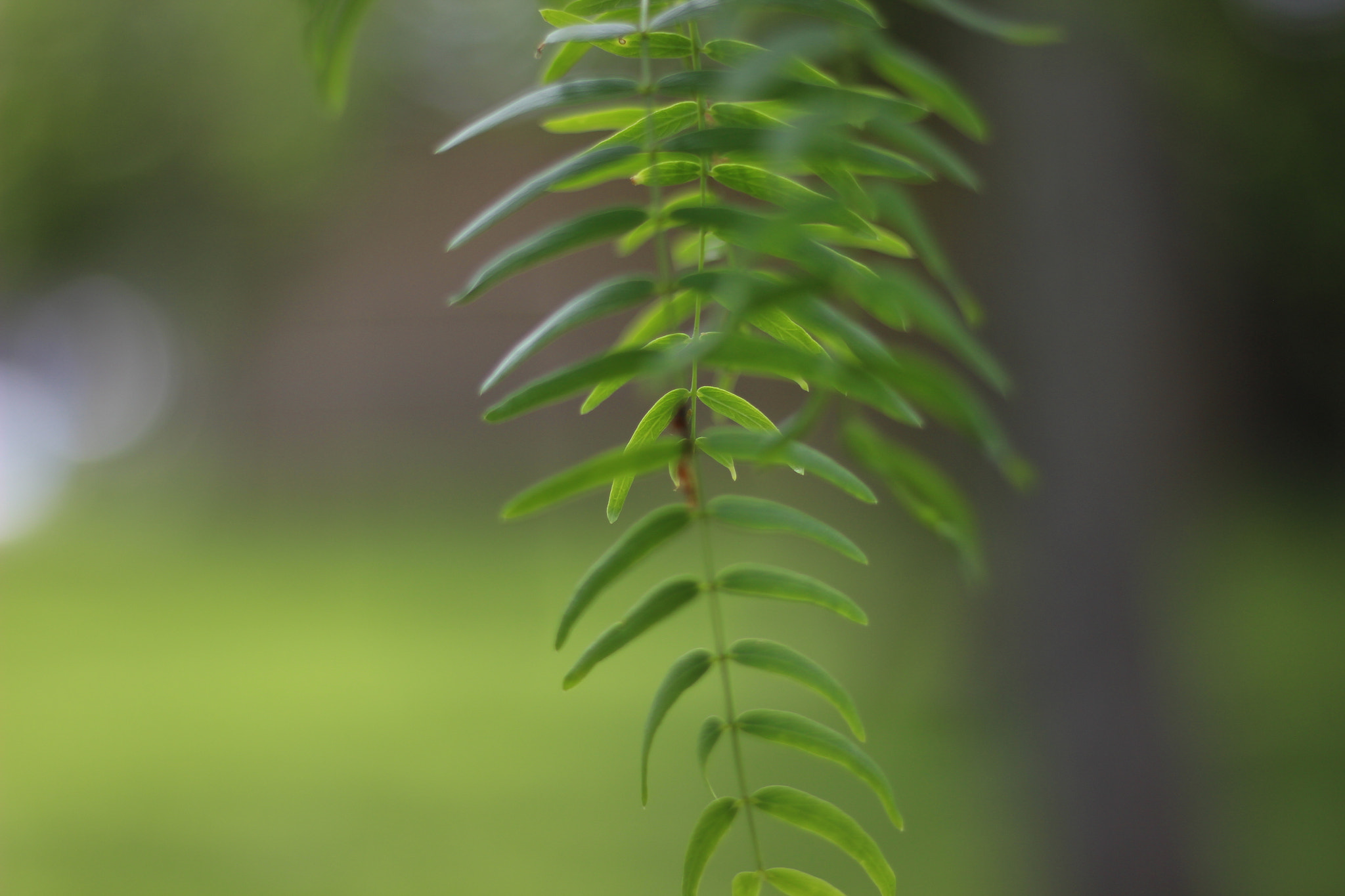 Canon EOS 600D (Rebel EOS T3i / EOS Kiss X5) sample photo. Mesquite leaves in the spring photography