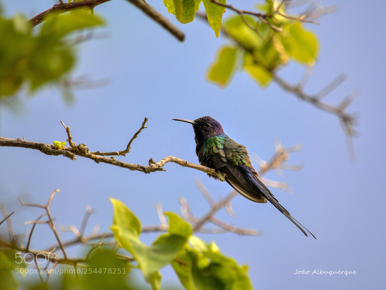Nikon D5200 sample photo. Hummingbird at home photography