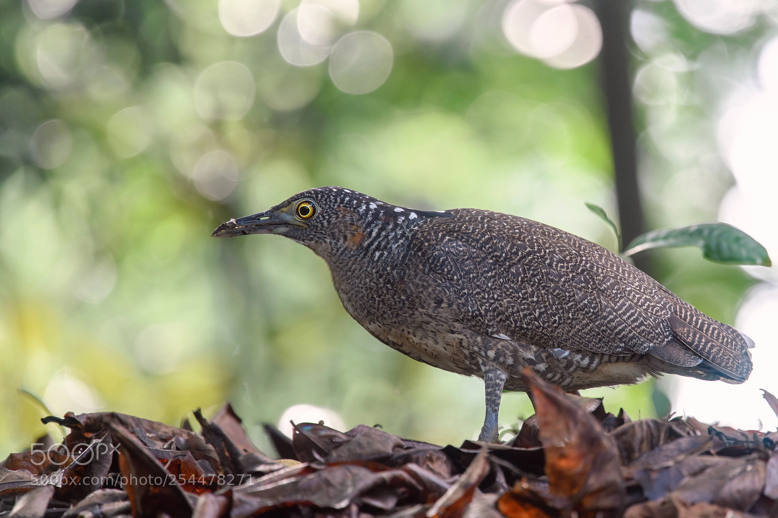 Nikon D850 sample photo. Malayan night heron @ sbg photography