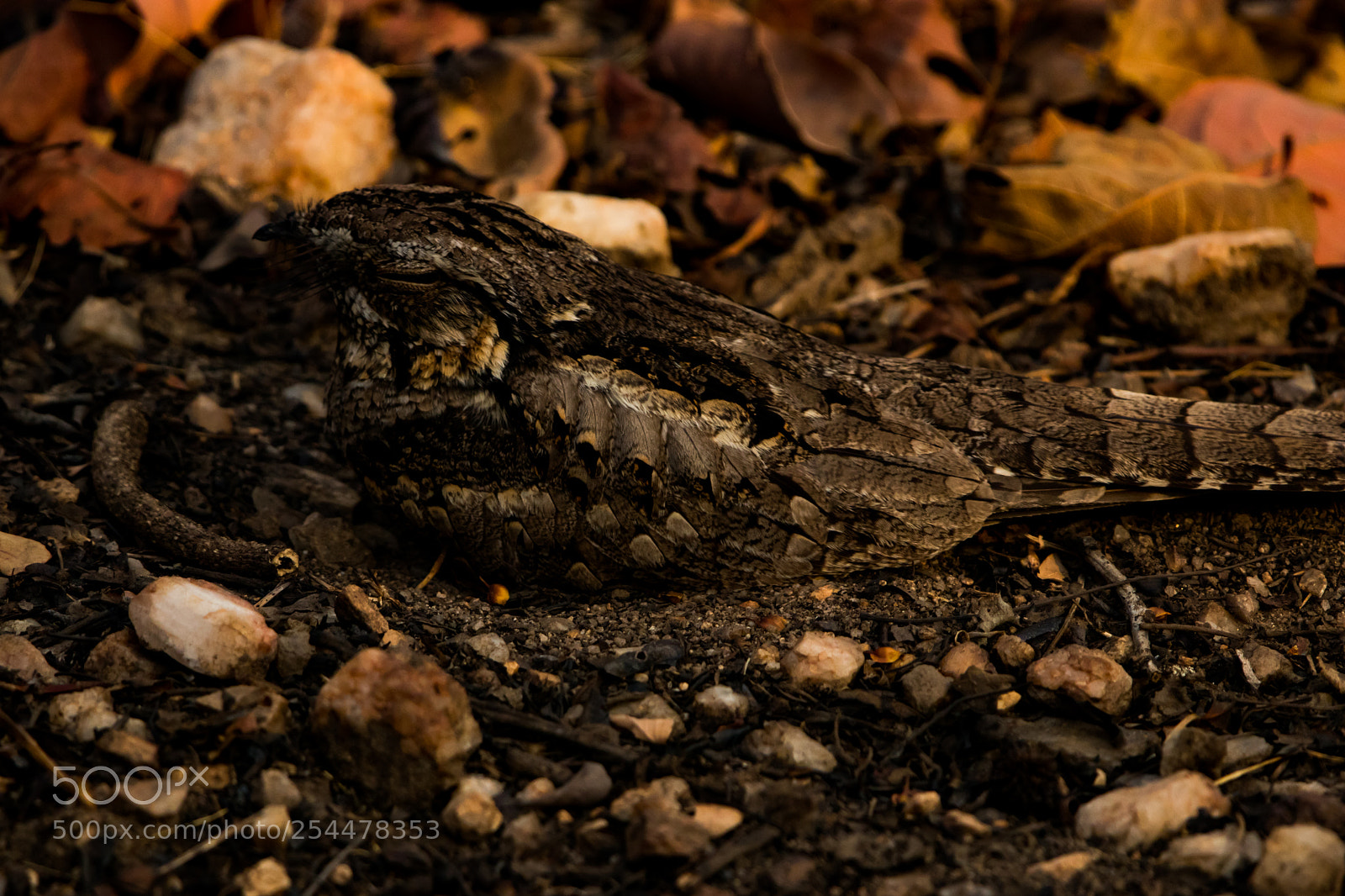 Canon EOS 80D sample photo. Nightjar photography