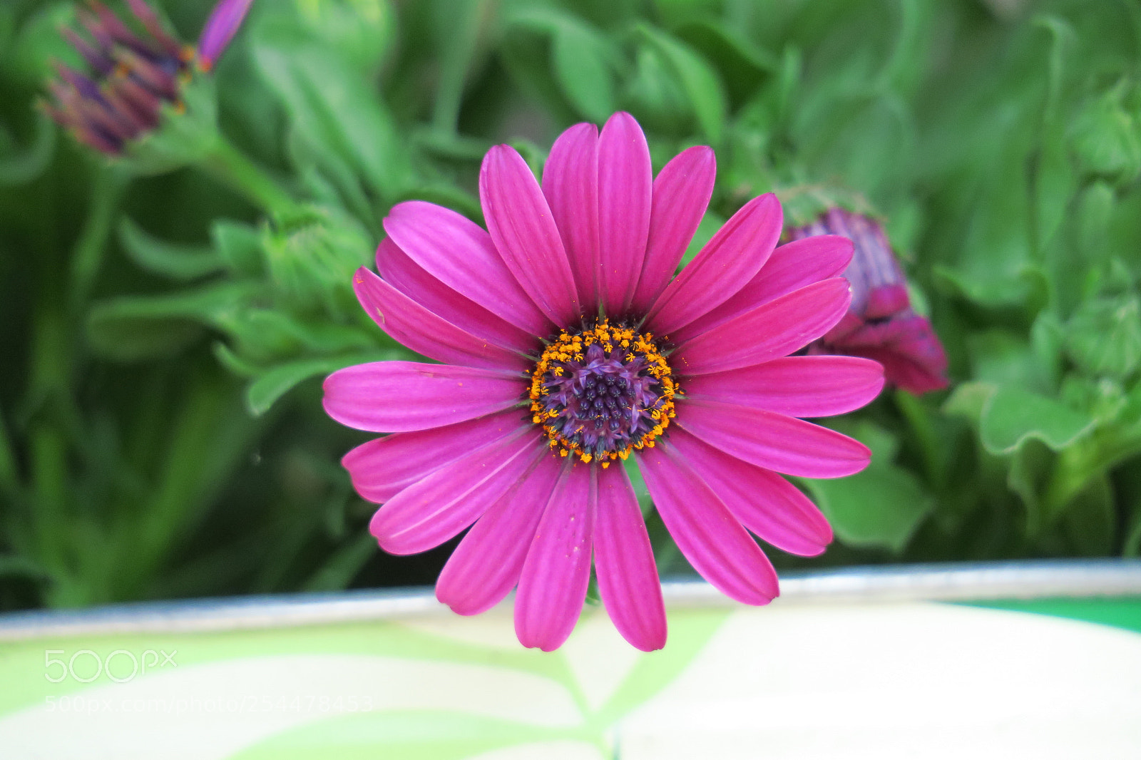 Canon PowerShot G3 X sample photo. Img photography