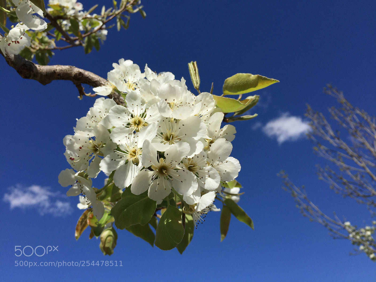 Apple iPhone 6 sample photo. Untitled photography
