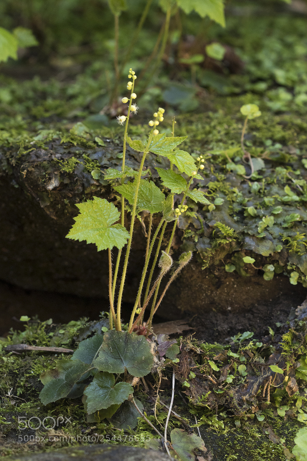 Canon EOS 7D Mark II sample photo. Tiny details photography