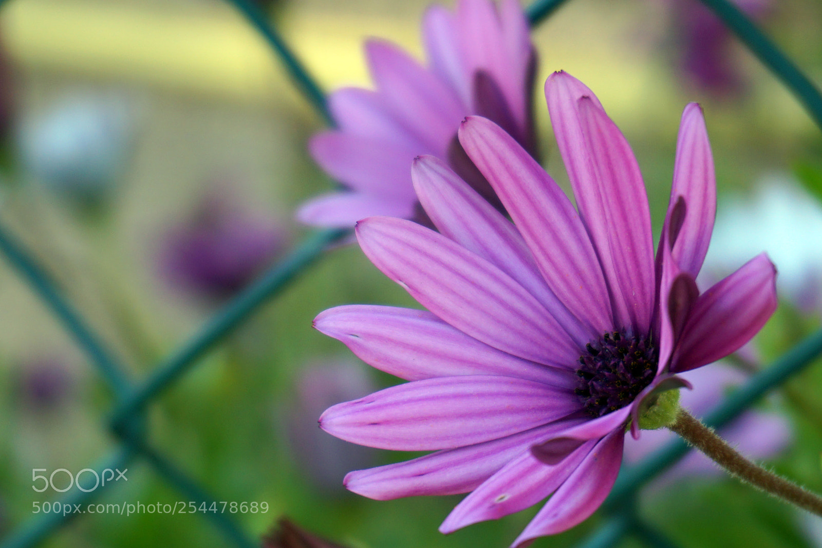 Sony a5100 sample photo. 2.jpg photography