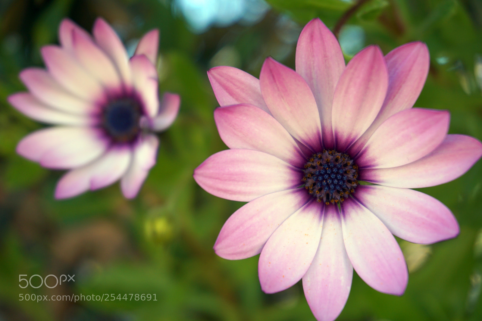 Sony a5100 sample photo. 1.jpg photography