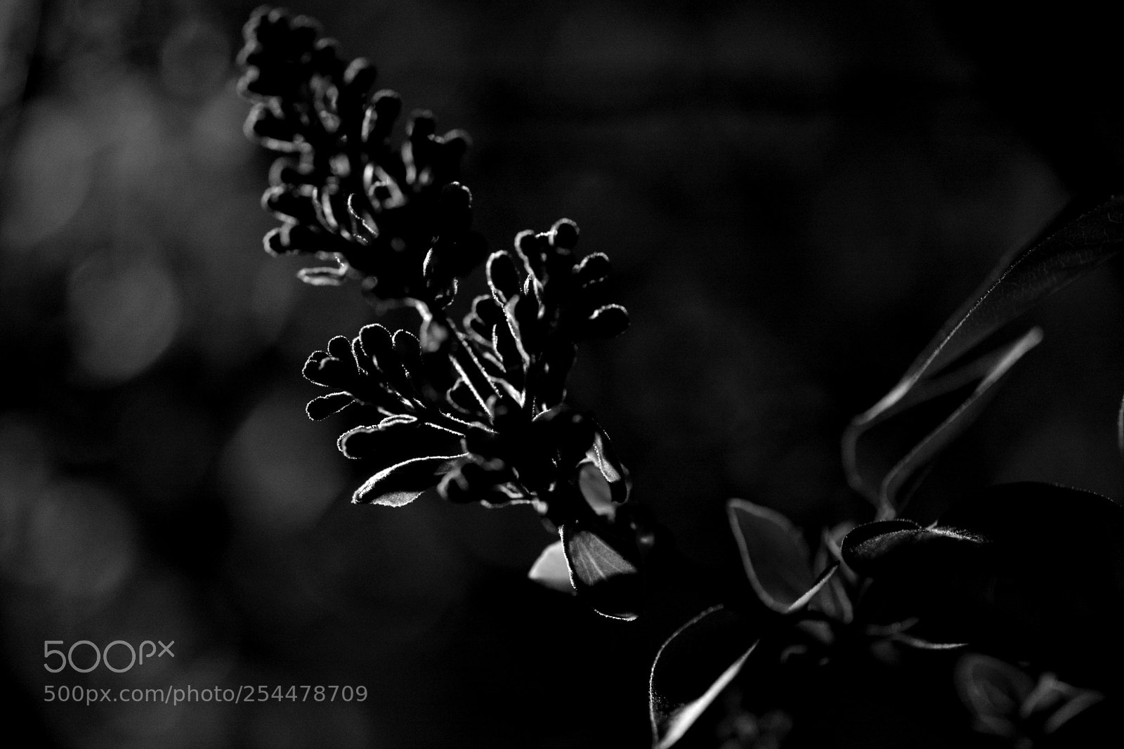 Nikon D7100 sample photo. La clart de la photography