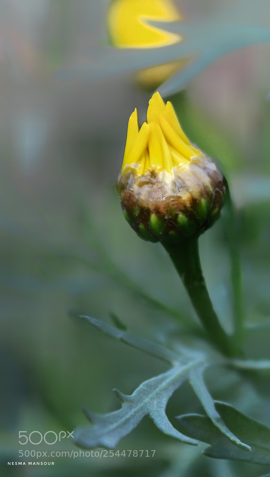 Canon EOS 700D (EOS Rebel T5i / EOS Kiss X7i) sample photo. Untitled photography
