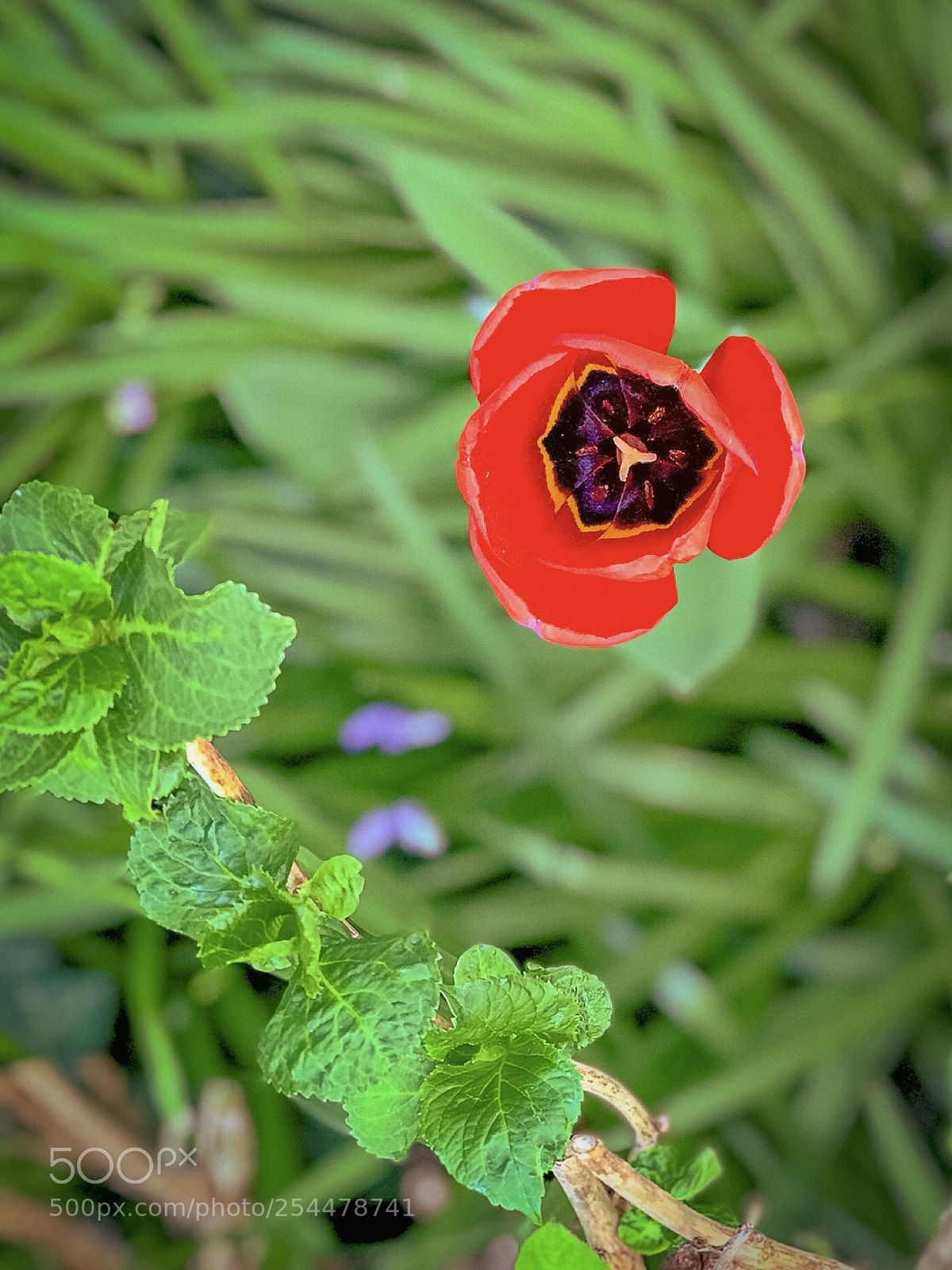 Apple iPhone 7 Plus sample photo. Composition with red tulip... photography