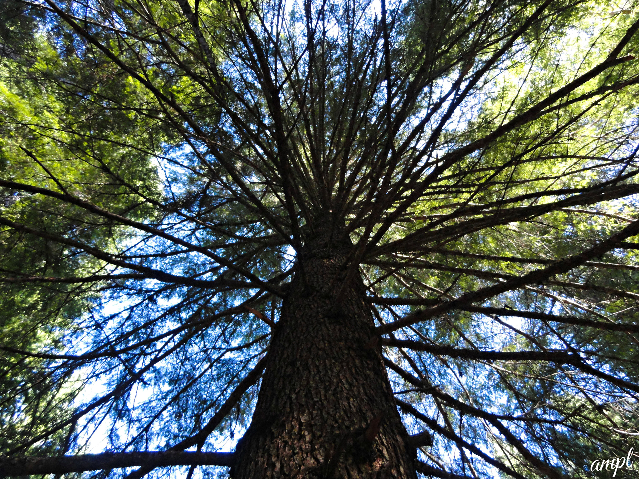 Sony Cyber-shot DSC-H55 sample photo. Hemlock. photography