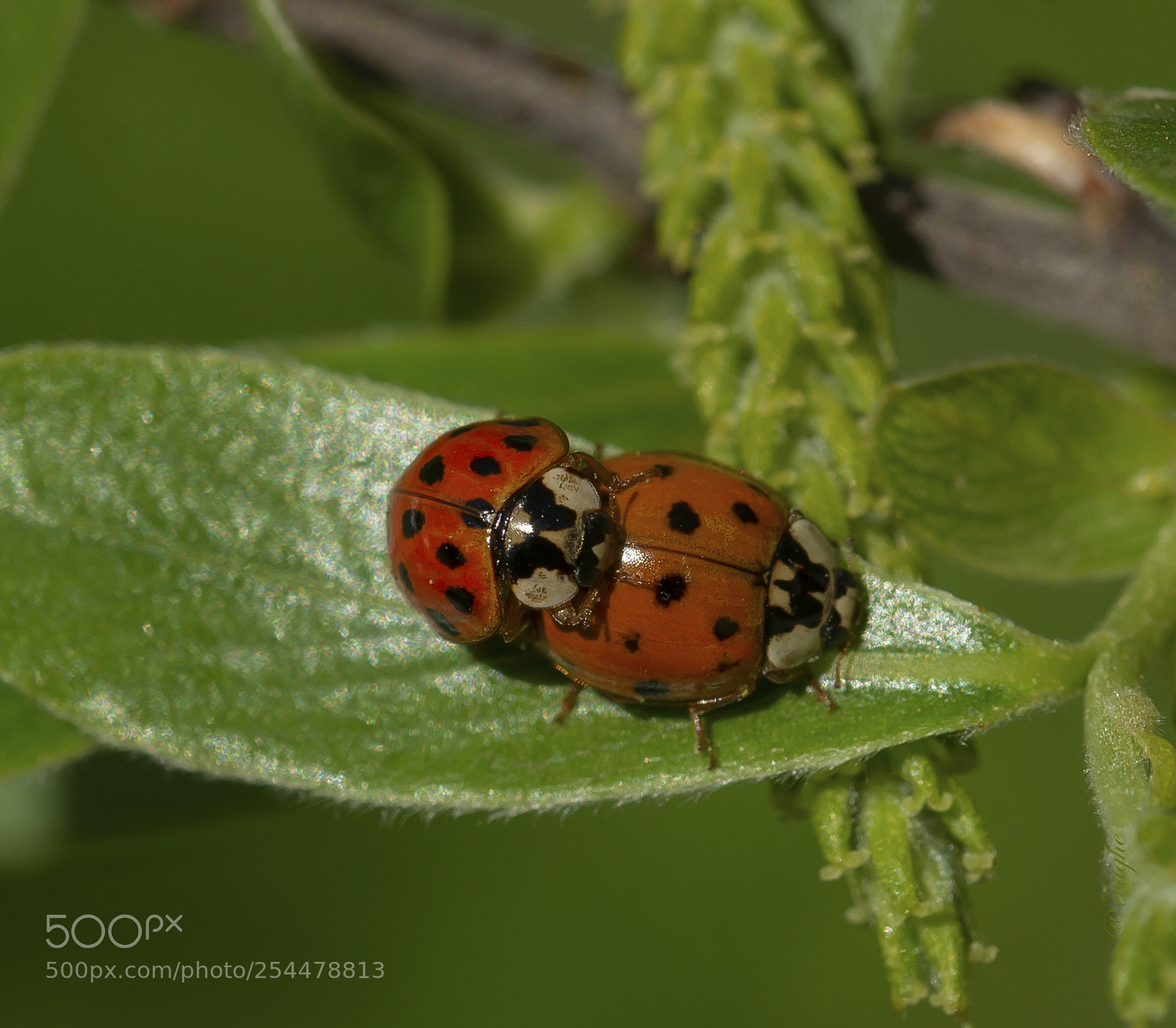 Nikon D610 sample photo. Coccinelle in love photography