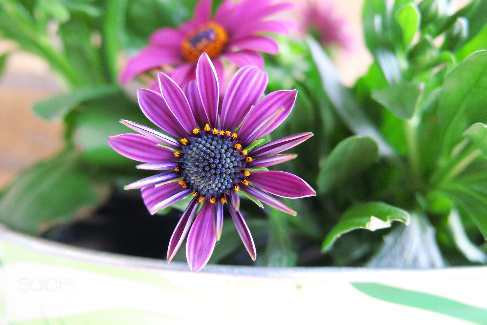Canon PowerShot G3 X sample photo. Flower photography