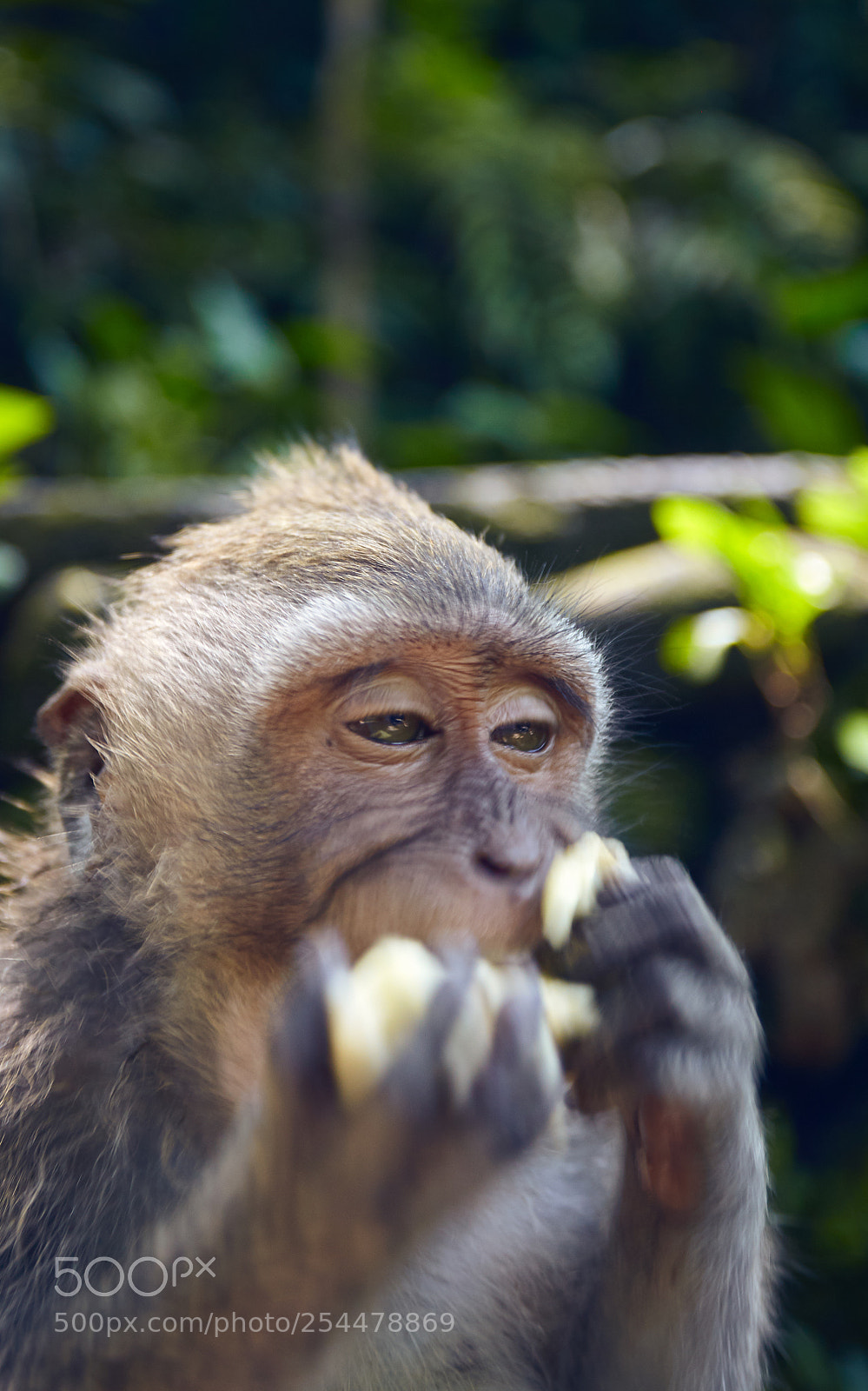 Canon EOS 5D Mark II sample photo. The hungry monkey photography