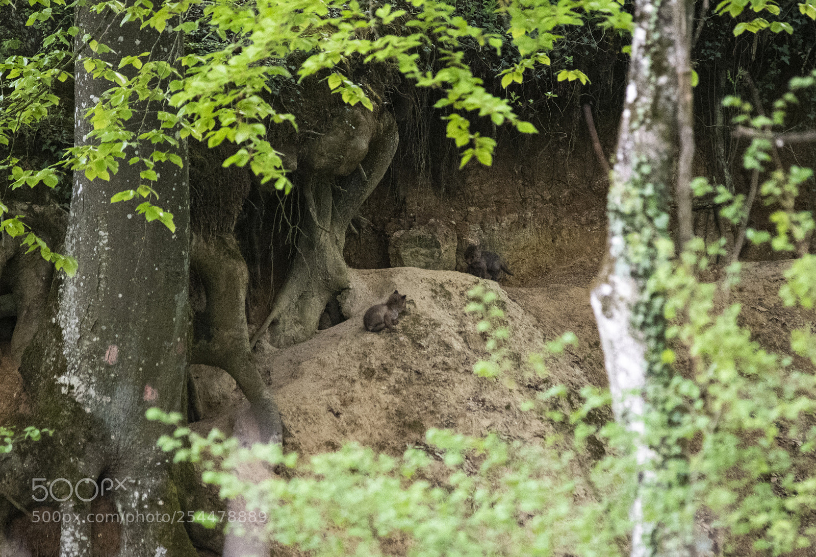 Pentax K-1 sample photo. Hide and seek photography