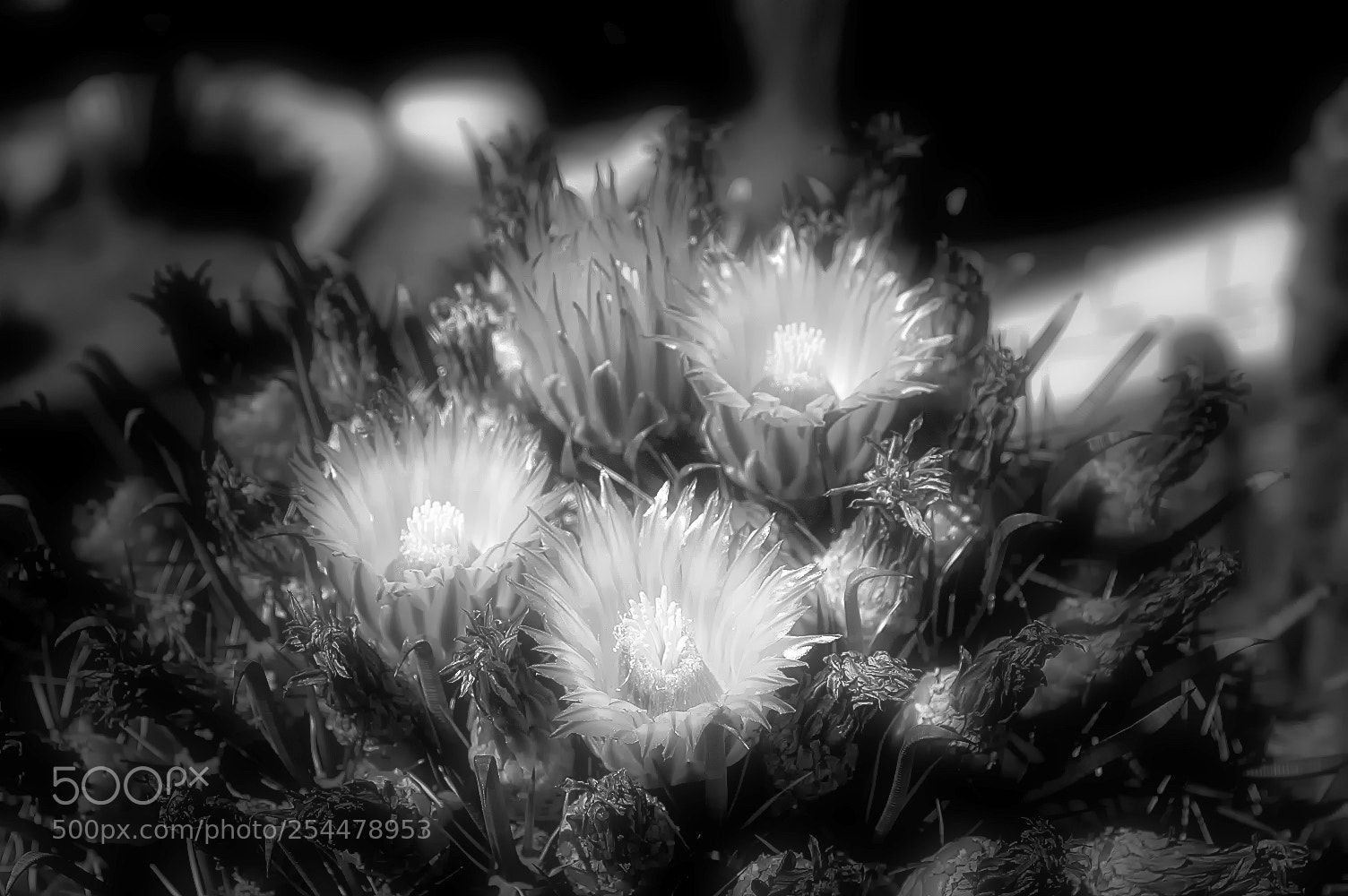 Nikon D70 sample photo. Cactus flower photography