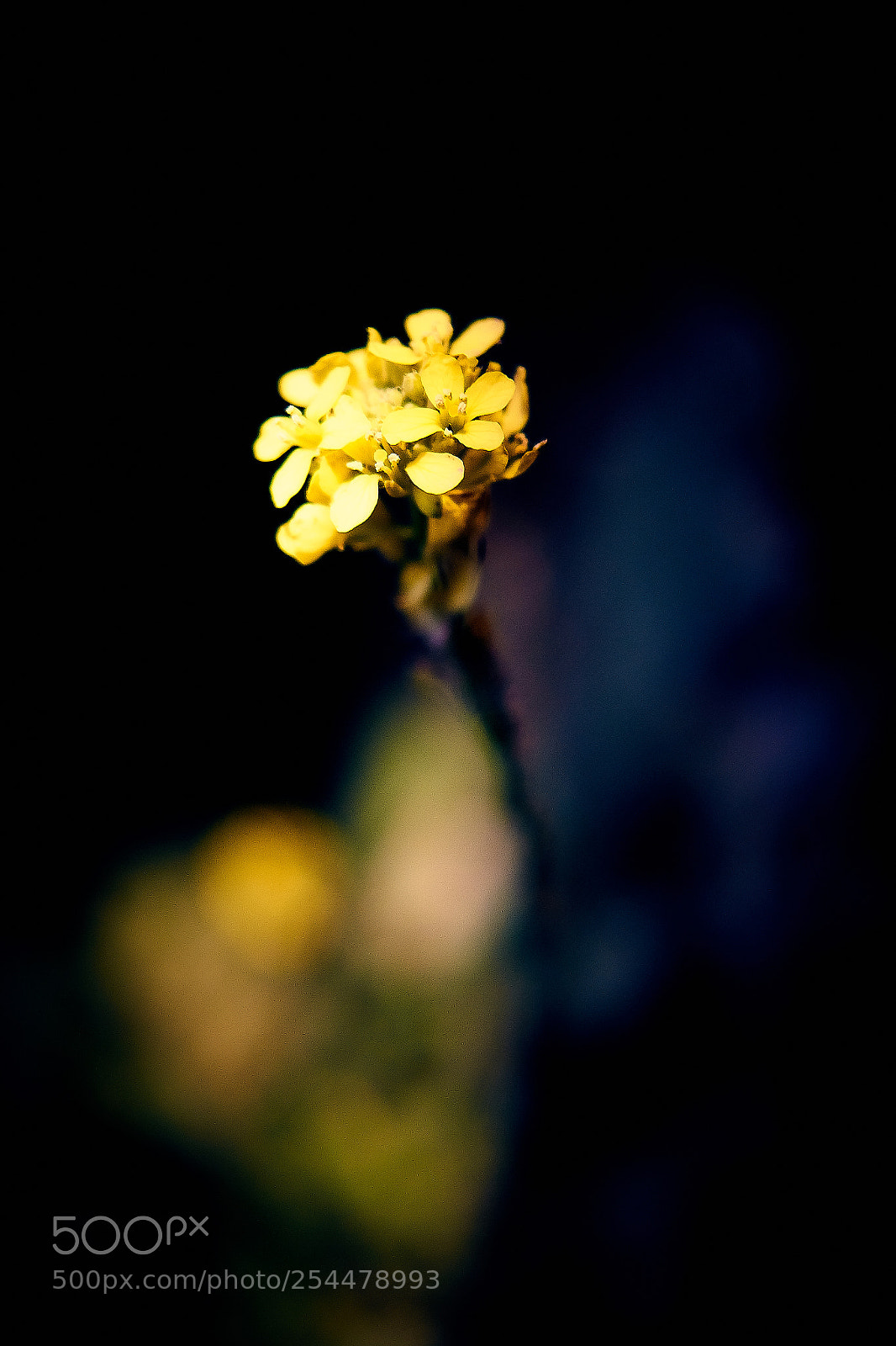Sony ILCA-77M2 sample photo. De repente una flor photography