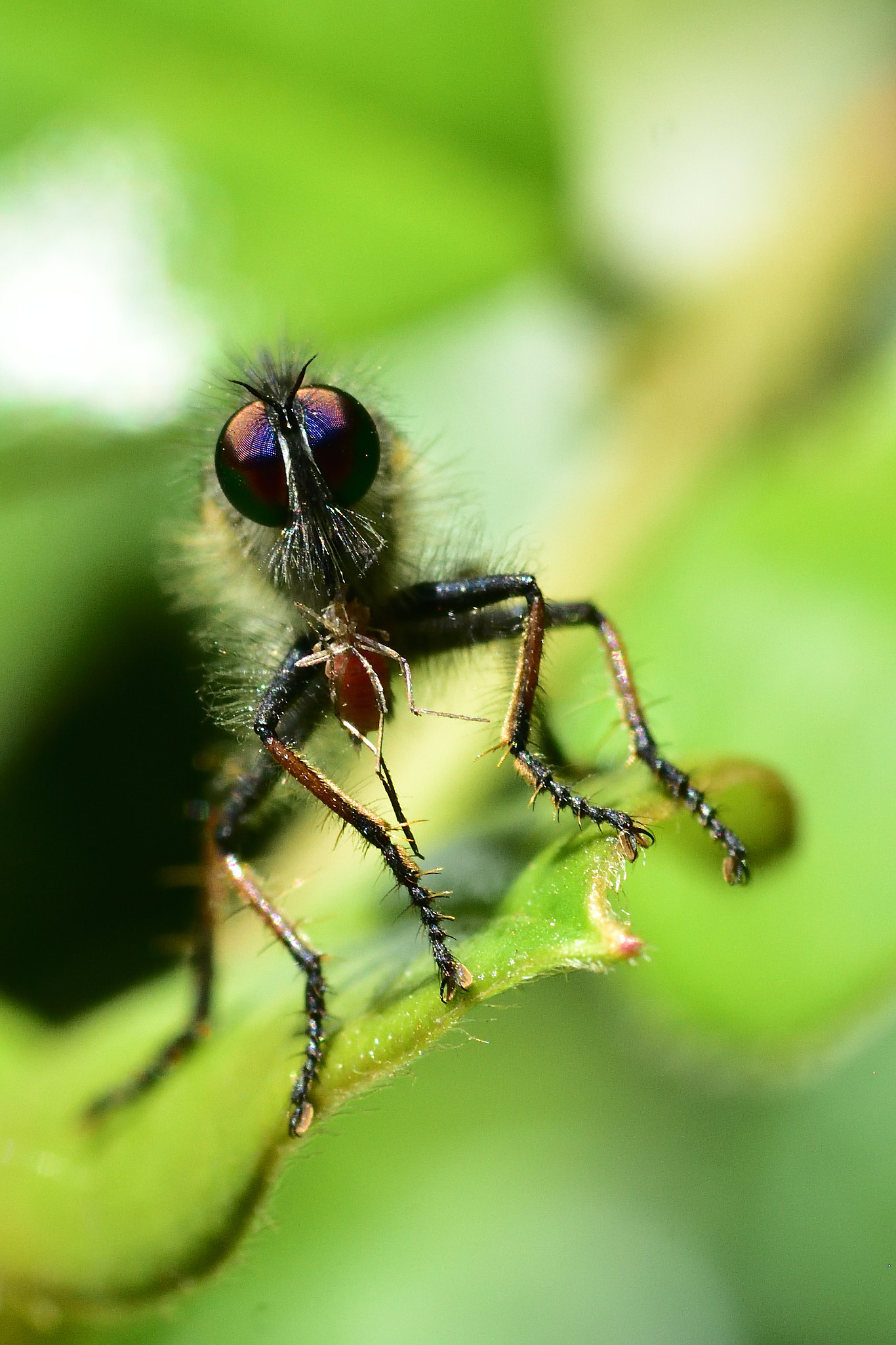 Tamron SP AF 90mm F2.8 Di Macro sample photo. Tiger fly. photography