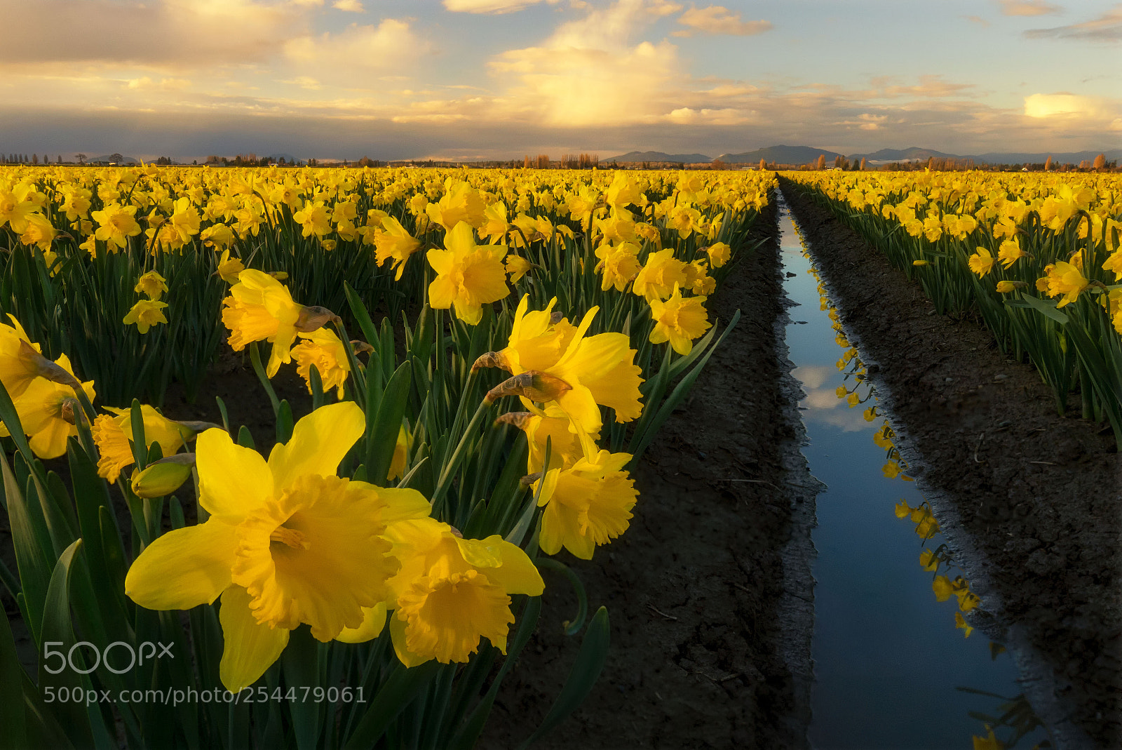 Sony a7R III sample photo. Daffodil field evening reflections photography