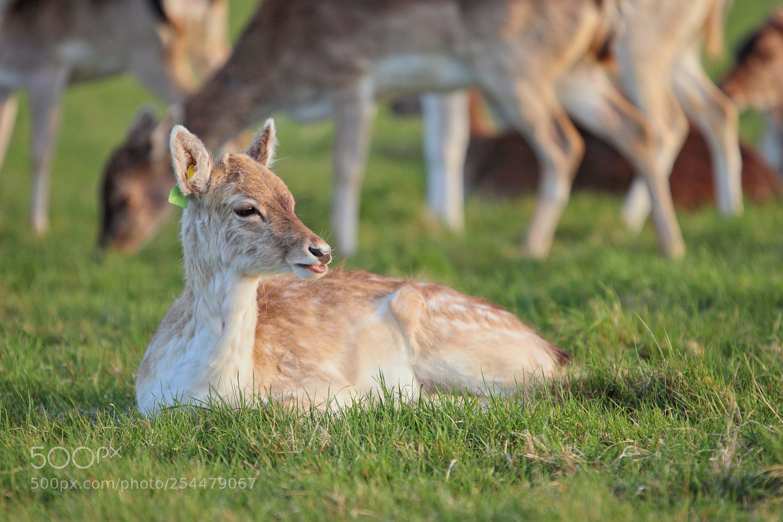 Canon EOS 80D sample photo. Dublin deer photography