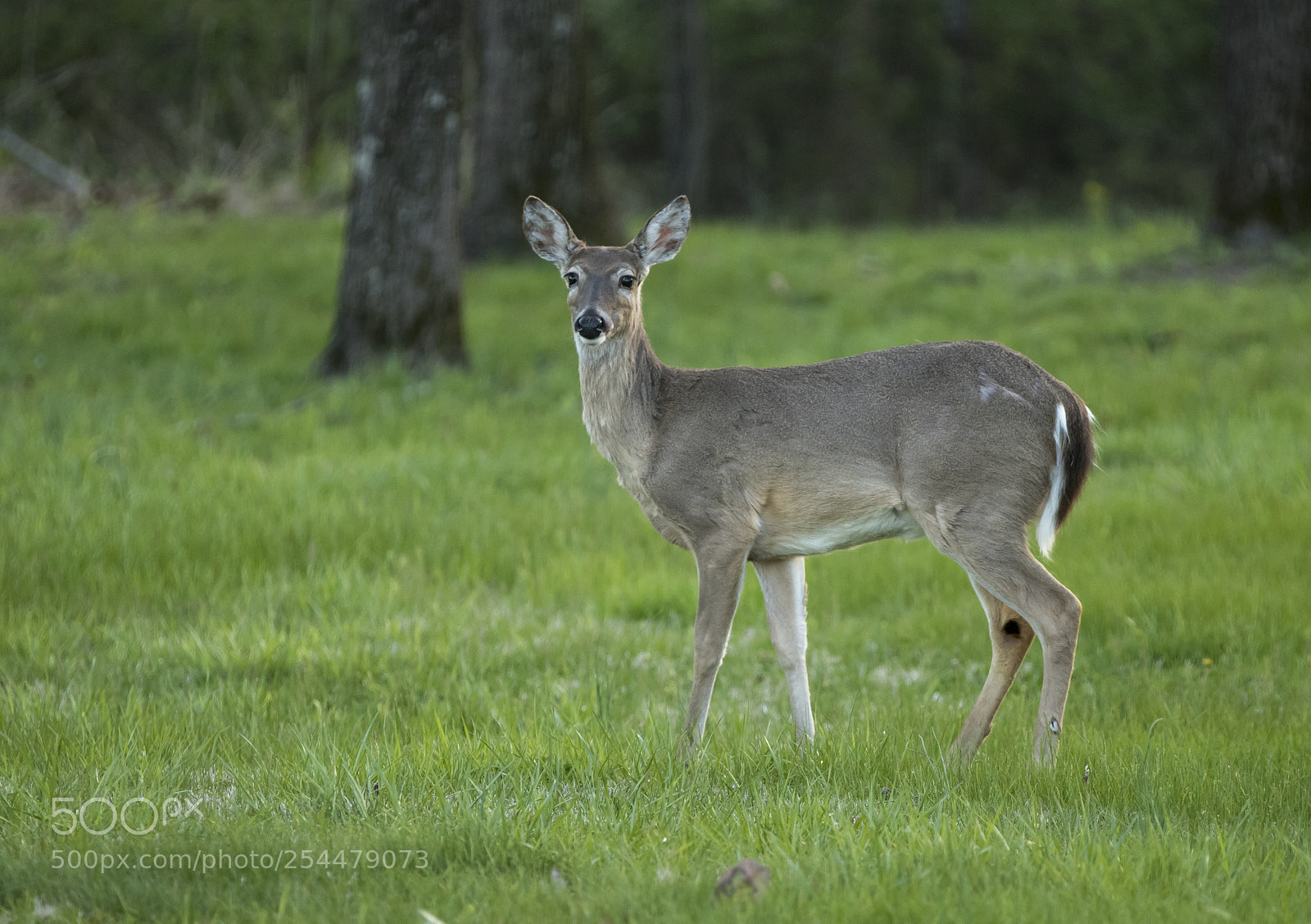 Canon EOS 7D Mark II sample photo. Mama deer photography