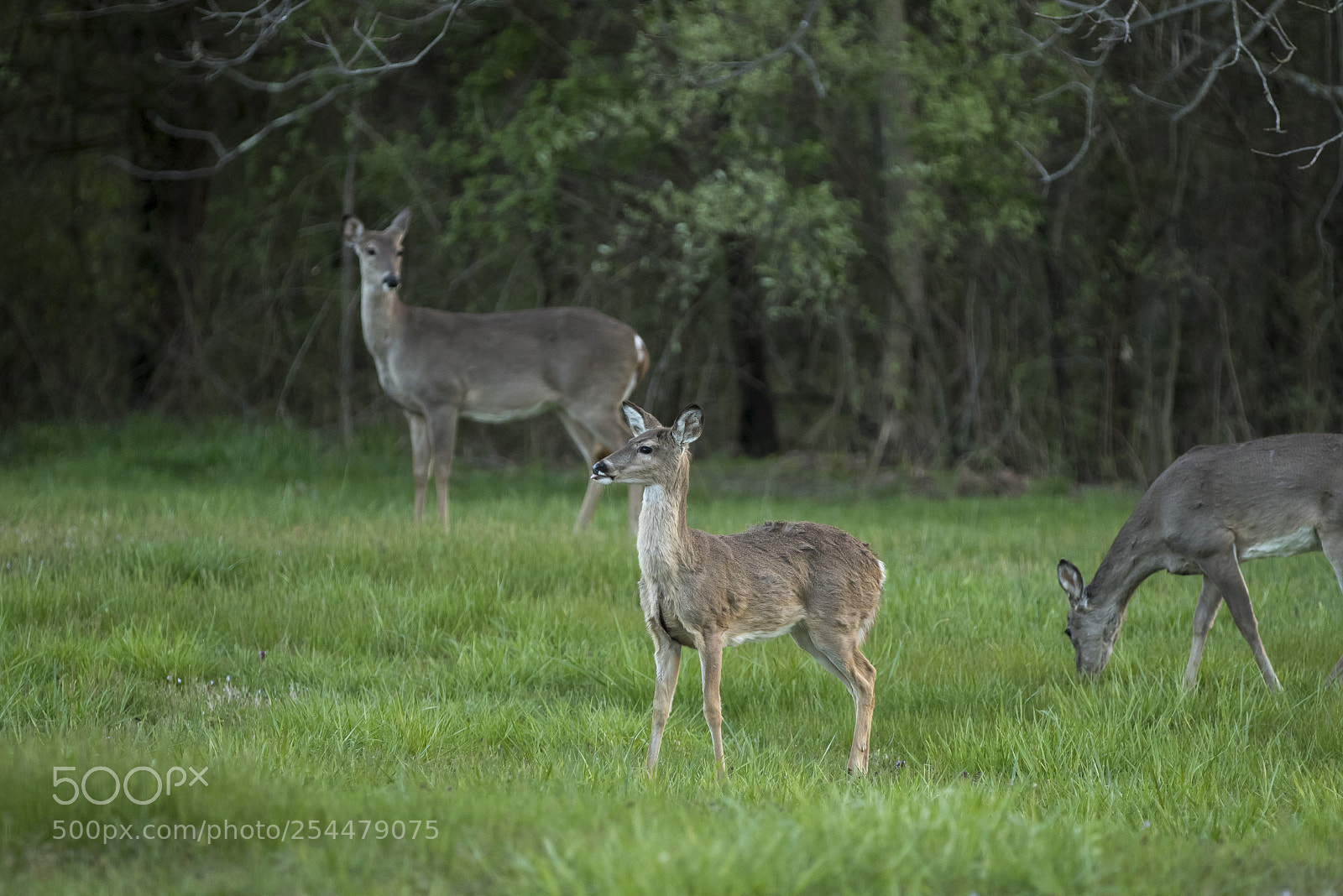 Canon EOS 7D Mark II sample photo. What was that? photography