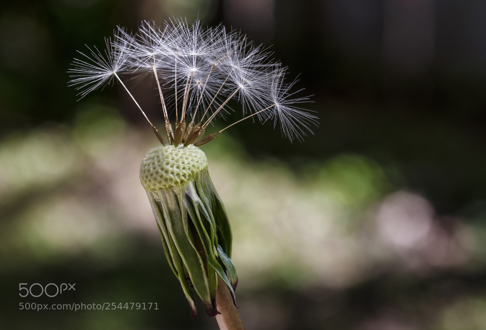 Sony a7R III sample photo. Dandelion - official flower photography