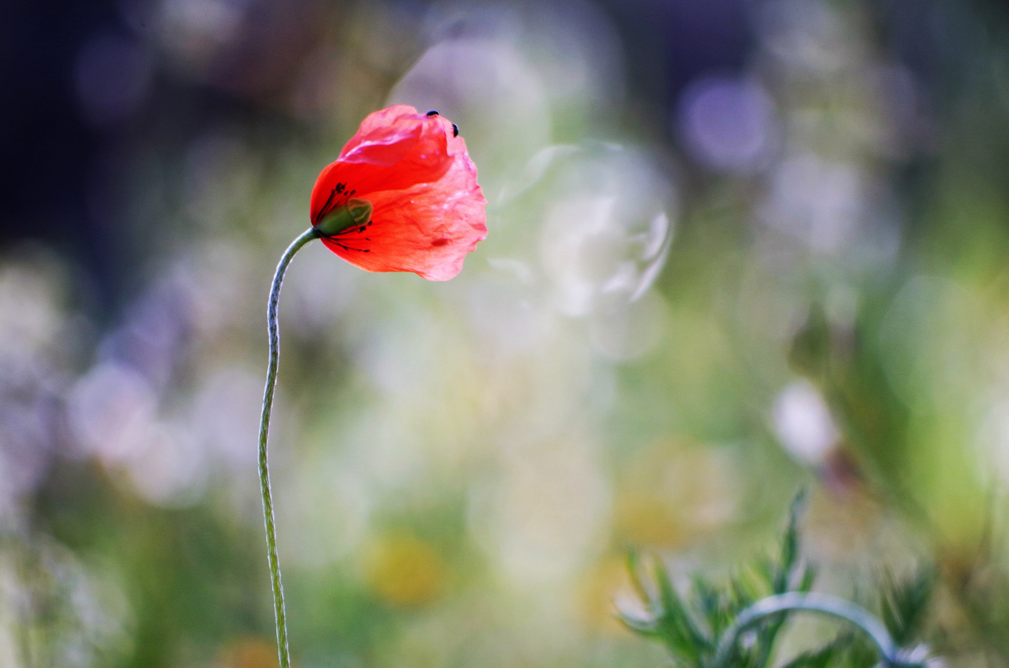 Pentax K-50 sample photo. Cross section photography