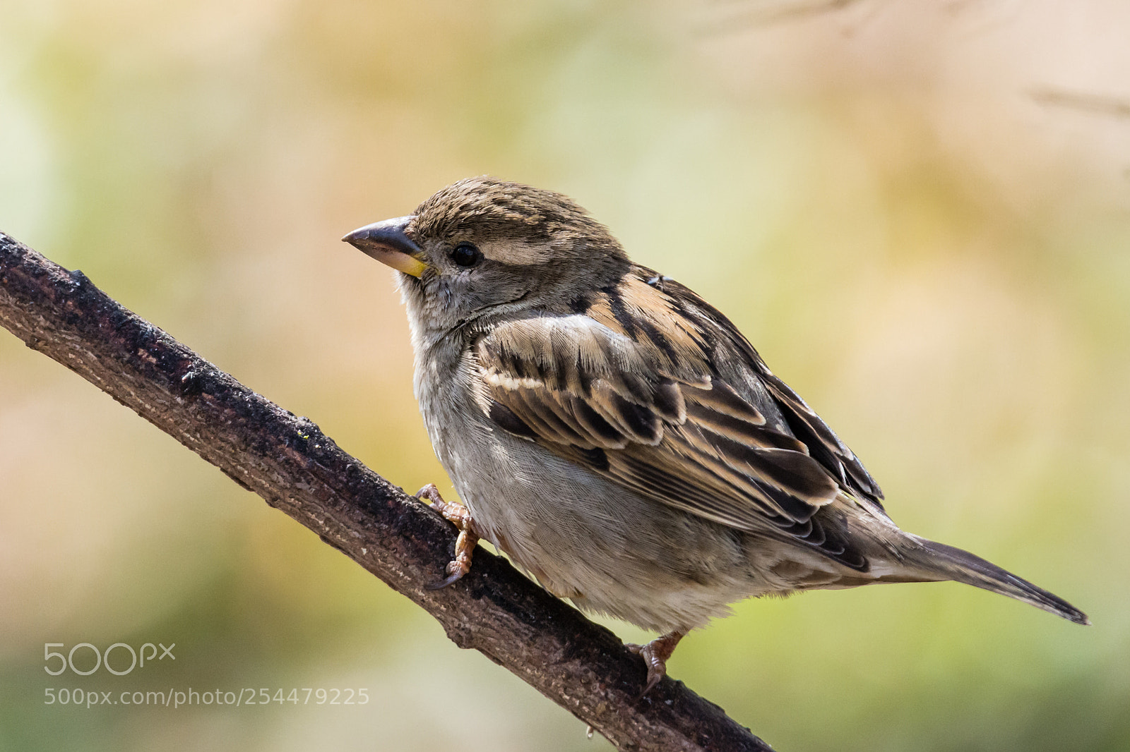 Nikon D7100 sample photo. Common finche photography