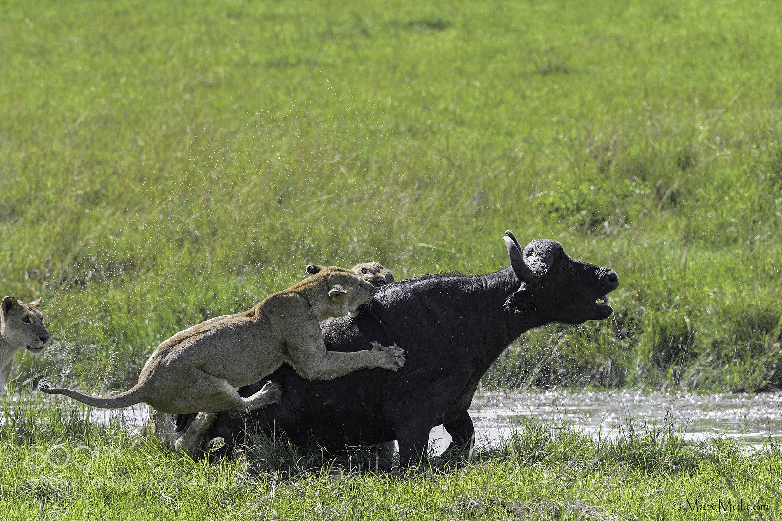 Nikon D5 sample photo. Gardenia pride v buffalo photography
