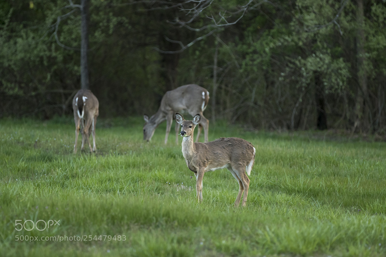 Canon EOS 7D Mark II sample photo. Evening snack photography