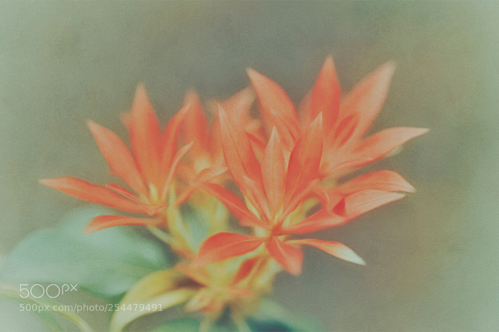 Fujifilm X-T10 sample photo. Flames  photography