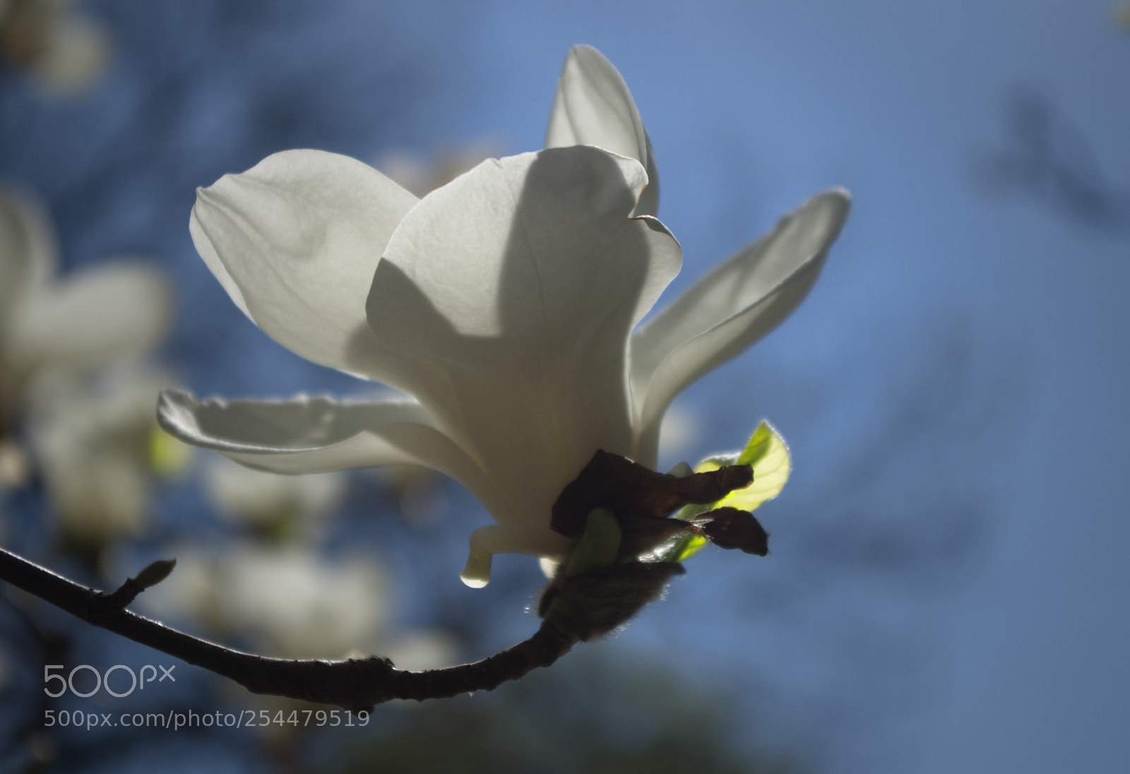Pentax K-30 sample photo. Magnolia photography