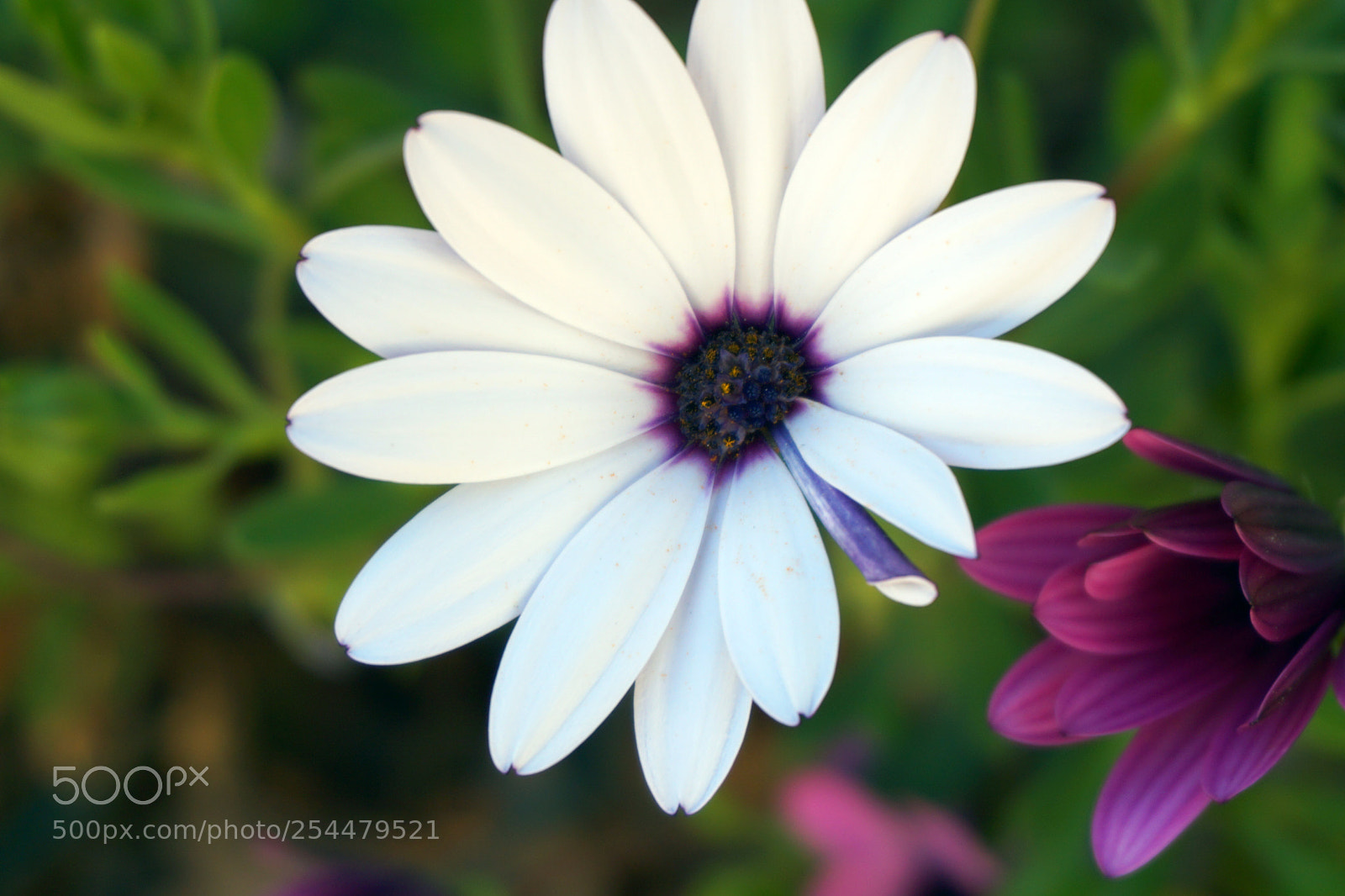 Sony a5100 sample photo. 5.jpg photography