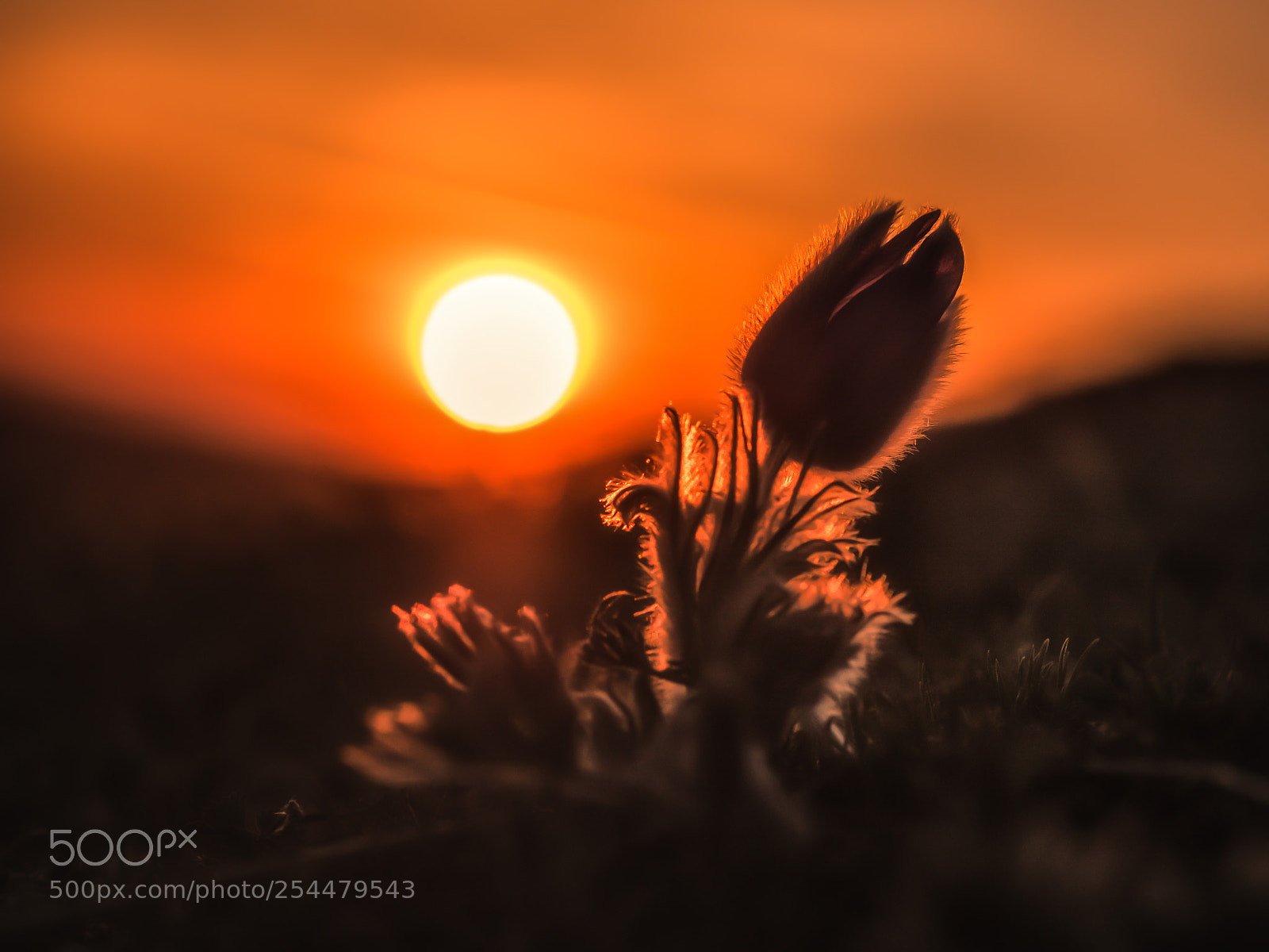 Olympus OM-D E-M5 II sample photo. Me and the sun photography