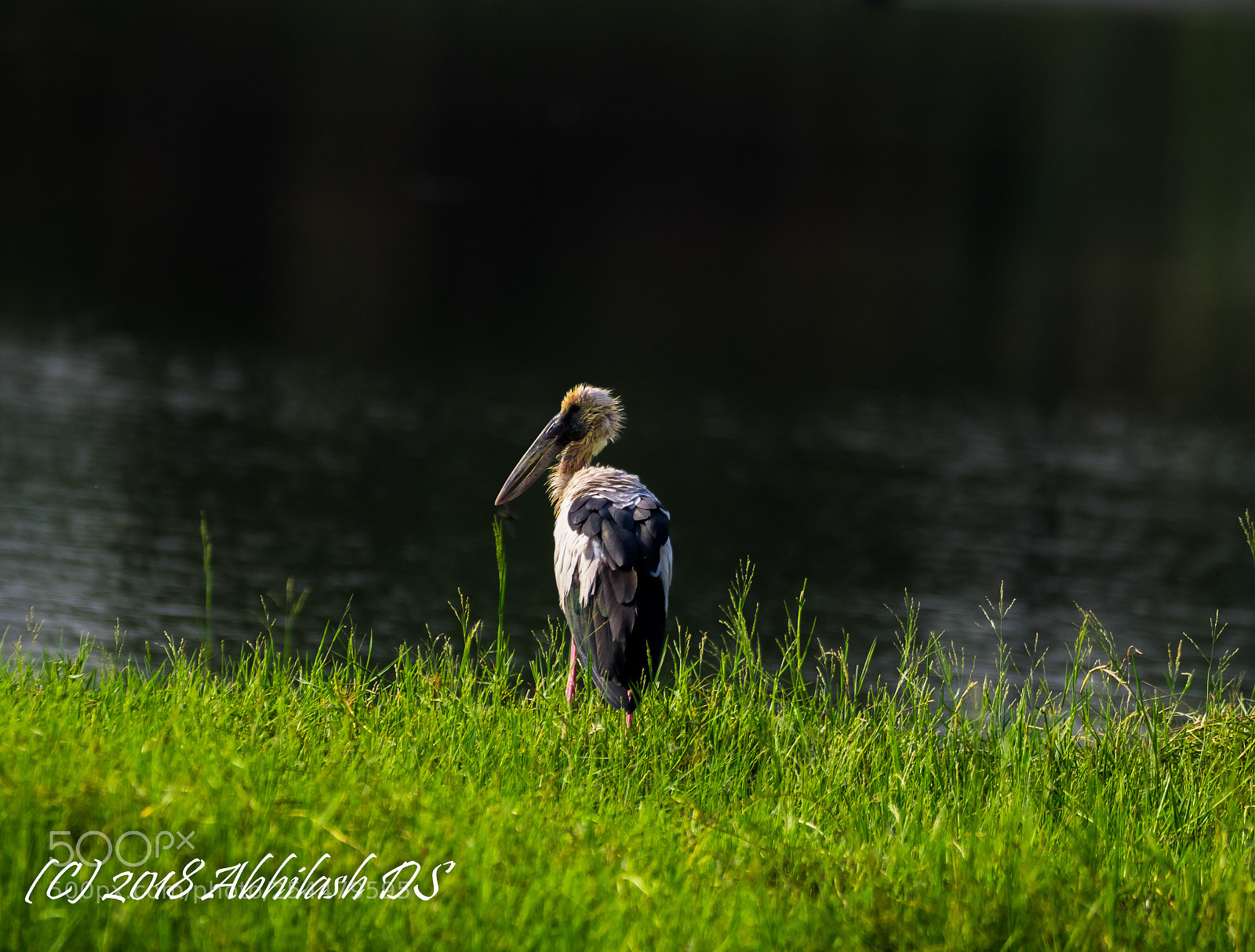 Nikon D5300 sample photo. Untitled photography