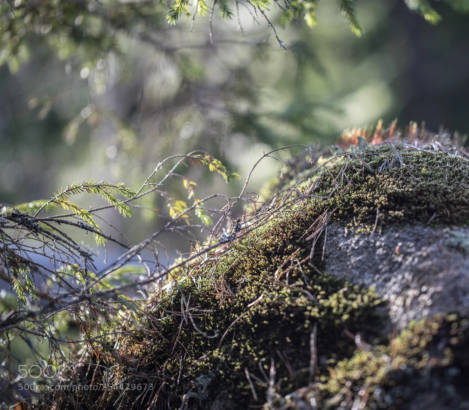 Canon EOS 5D Mark IV sample photo. Forest kingdom photography