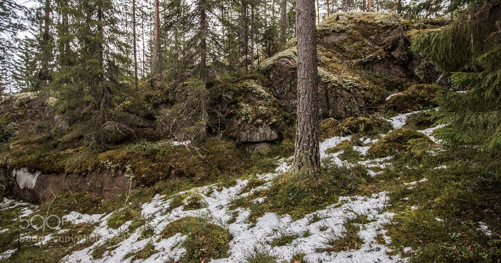 Canon EOS 5D Mark IV sample photo. Finnish forest photography