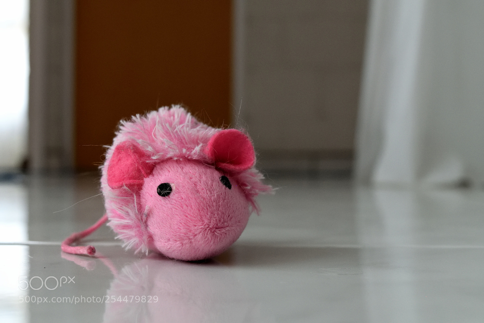 Nikon D3300 sample photo. Cat´s toy photography
