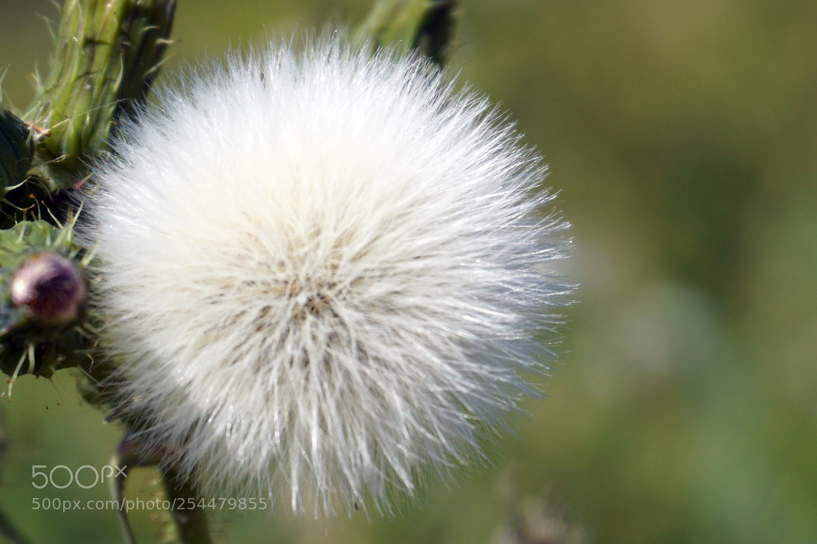 Sony a5100 sample photo. 9.jpg photography