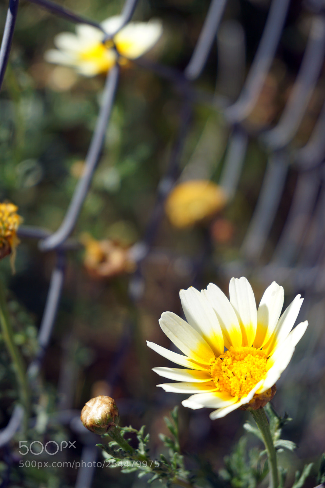 Sony a5100 sample photo. 11.jpg photography