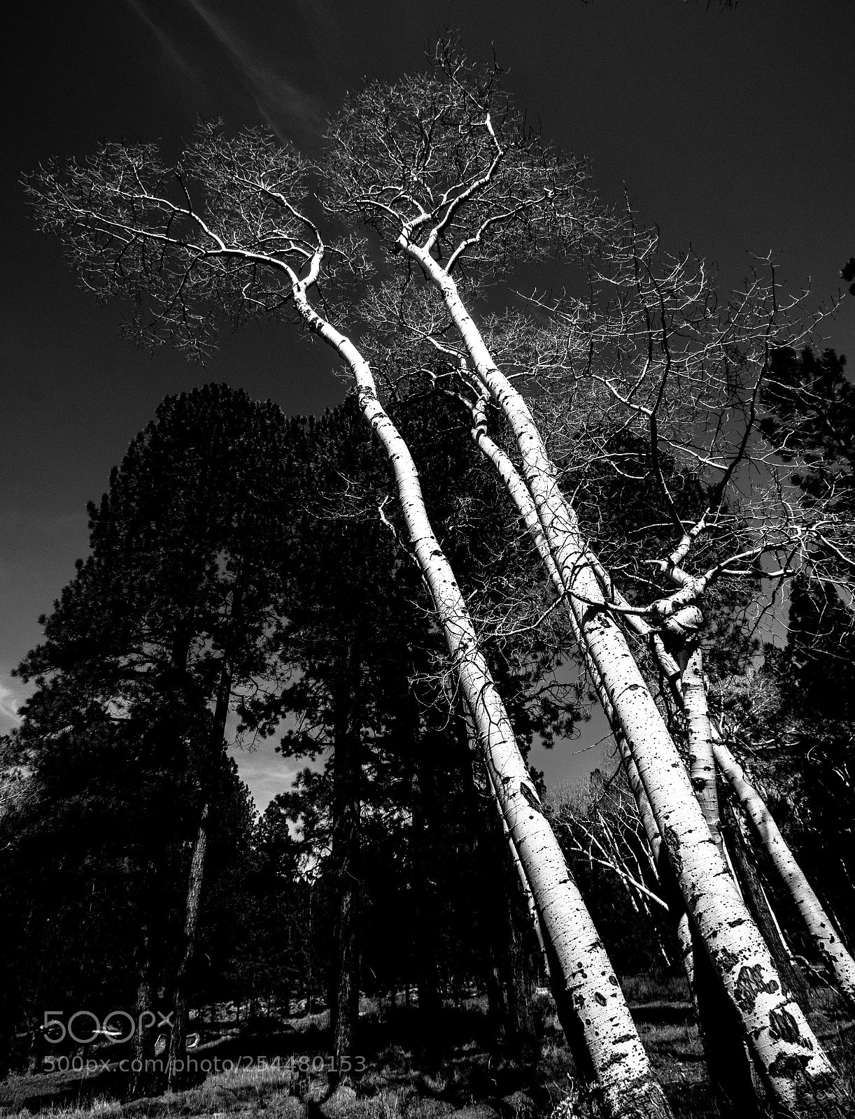 Canon EOS 80D sample photo. Hyperbole trees photography