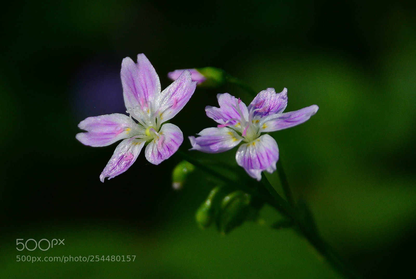 Nikon D7100 sample photo. Little spring flowers ll photography